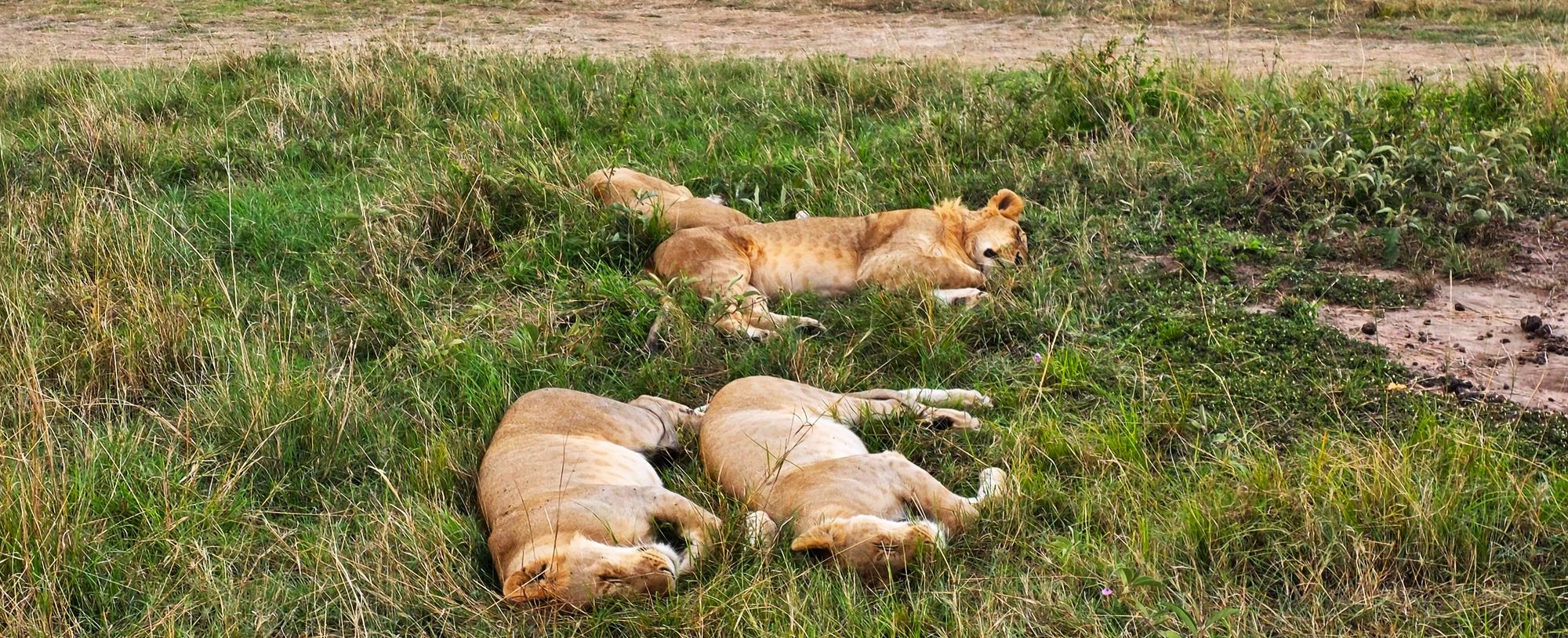 Ashit Shah’s Kenya Safari with Thrillophilia – A Journey Through the Wild Heart of Africa