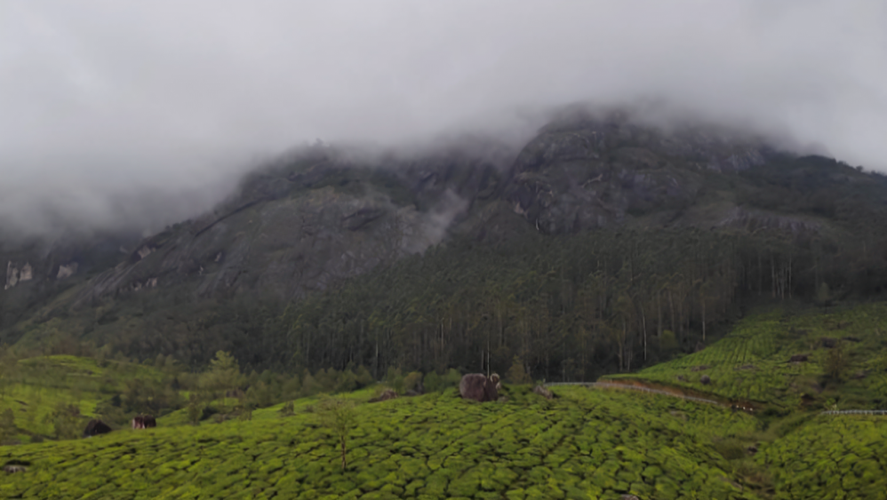 Green Hills and Calm Waters: Prabhash and Jyoti’s Kerala Journey with Thrillophilia
