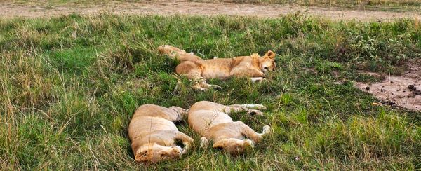 Ashit Shah’s Kenya Safari with Thrillophilia – A Journey Through the Wild Heart of Africa