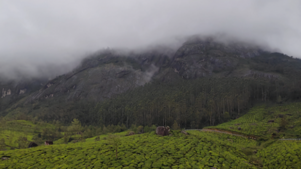 Green Hills and Calm Waters: Prabhash and Jyoti’s Kerala Journey with Thrillophilia